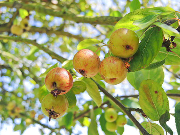 cider apples on tree in Calvados region little cider apples on tree in Calvados region, Normandy, France calvados stock pictures, royalty-free photos & images