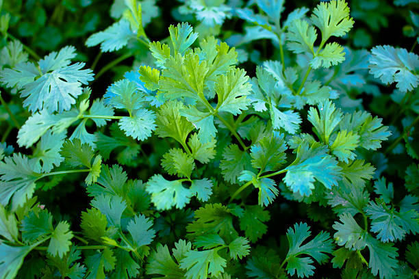 Cilantro ingredient in cooking Cilantro ingredient in cooking vegetables. cilantro stock pictures, royalty-free photos & images