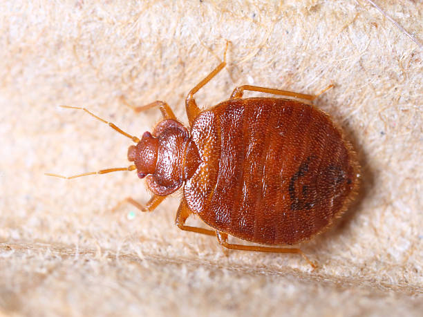 Cimex lectularius Close up cimex lectularius on corrugated recycle paper bed bugs stock pictures, royalty-free photos & images