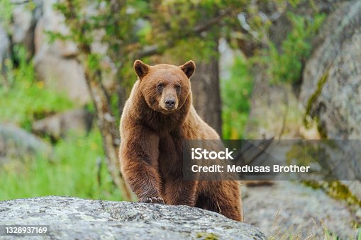 istock Cinnamon American Black Bear 1328937169