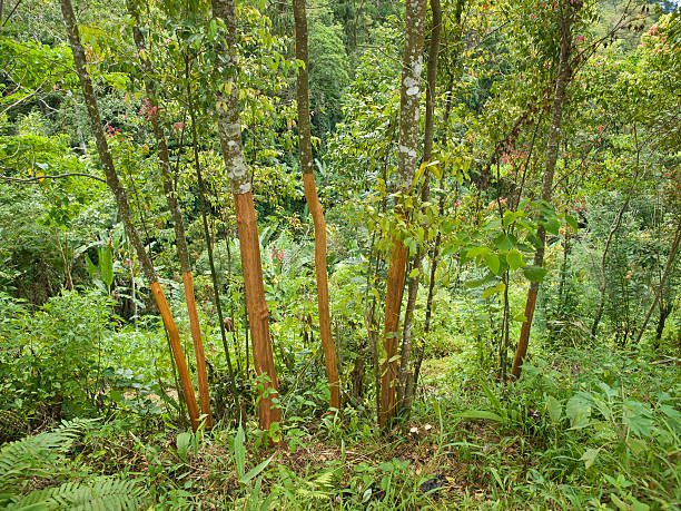 6 Fresh Seeds Beautiful Green Tree Cinnamon Plants RK 