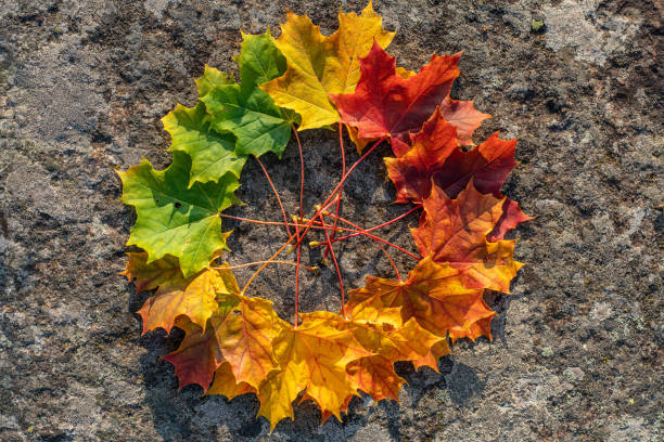 Photo of Circle of maple leaves in color tone from green to red
