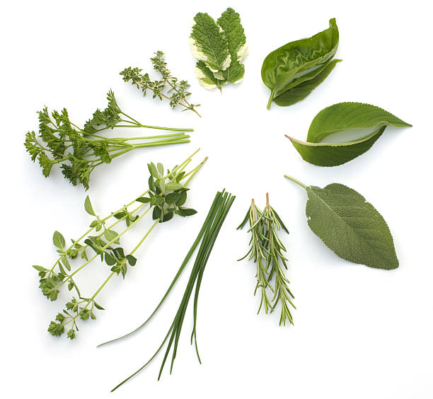 Circular arrangement of various herbs, isolated on white  garnish stock pictures, royalty-free photos & images