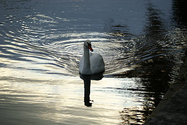 Circular Reflections from a Swan Swimming stock photo