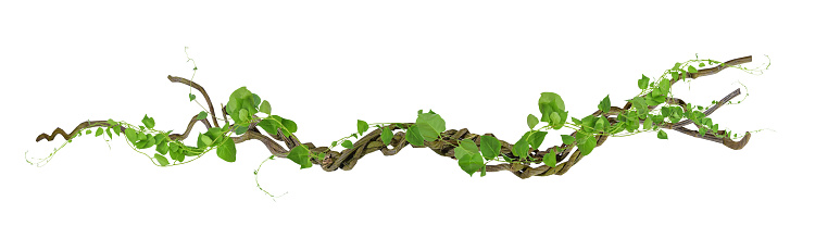 circular vine at the roots. Bush grape or three-leaved wild vine cayratia (Cayratia trifolia) liana ivy plant bush, nature frame jungle border, isolated on white background with clipping path included, real zise