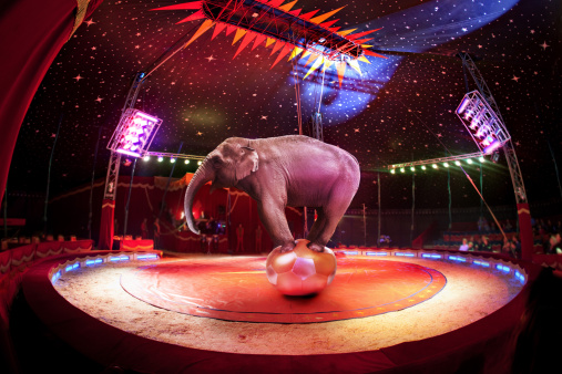 Circus elephant balancing on the ball in circus
