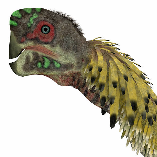 Omnivore Dinosaur Stock Photos Pictures Royalty Free Omnivore Dinosaur Stock Photos Pictures Royalty Free