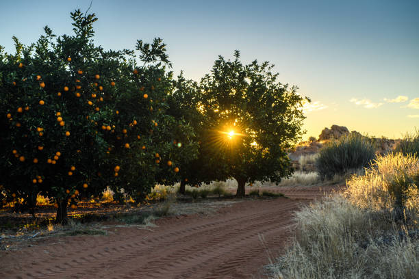 Citrus orchard in the semi-desert landscape of South Africa stock photo
