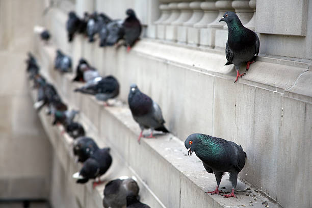 City Pigeons  scavenging stock pictures, royalty-free photos & images