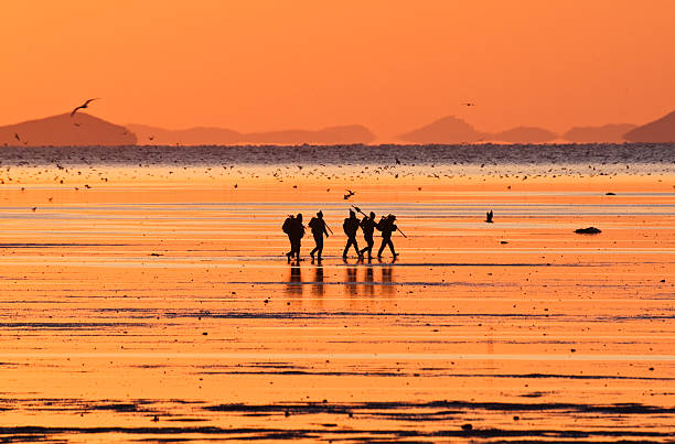 Clam Pickers at Sunset stock photo
