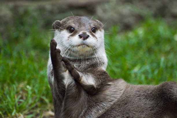 Clapping Otter An Otter looking as though it's clapping otter photos stock pictures, royalty-free photos & images