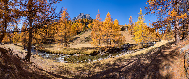 Autumn in the Cerces Massif. Claree Valley with larch trees. Vallee de la Claree, Nevache, Hautes Alpes, Alps, France