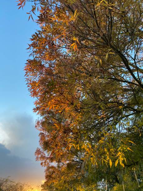 Claret Ash tree in the evening sunlight. stock photo