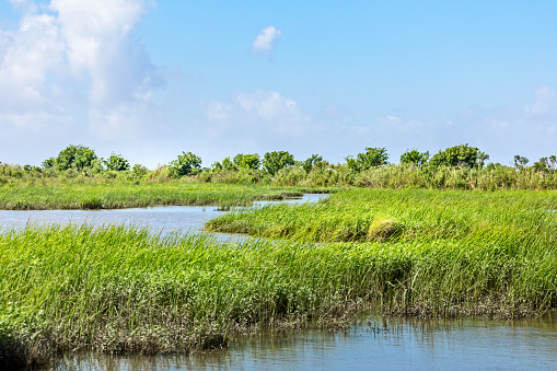 Classic bayou swamp scene of the American South