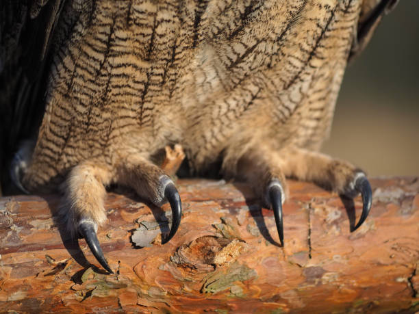 Claws of an owl close-up in nature stock photo