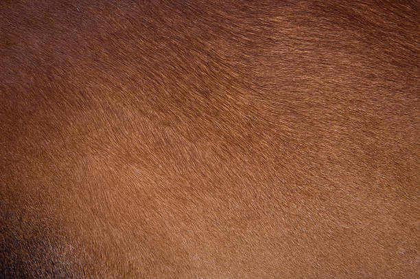 clean brown coat of hair on a cow - dierenhaar stockfoto's en -beelden