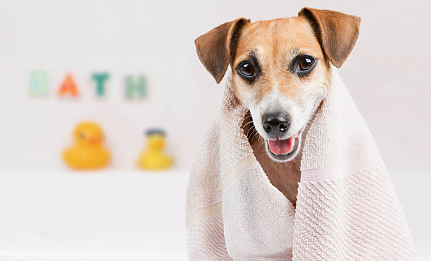 Clean pet spa Happy little dog in the bathroom after a bath wrapped in a towel healthy tongue picture stock pictures, royalty-free photos & images