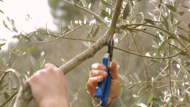 cleaning and pruning of olive tree stock photo