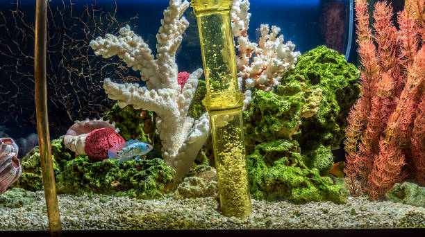 Cleaning of gravel in a freshwater aquarium Cleaning of gravel in a freshwater aquarium. Pseudo-sea style of design siphon stock pictures, royalty-free photos & images