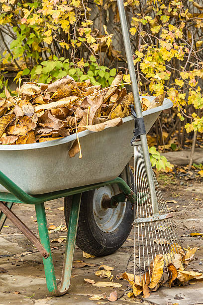 Cleaning the fallen leaves in the garden stock photo
