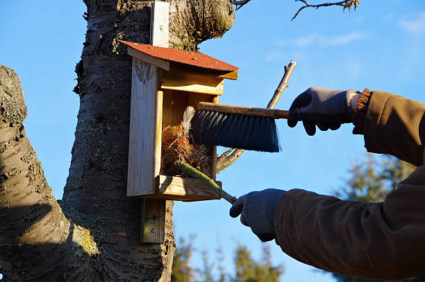 cleaning the nest box stock photo