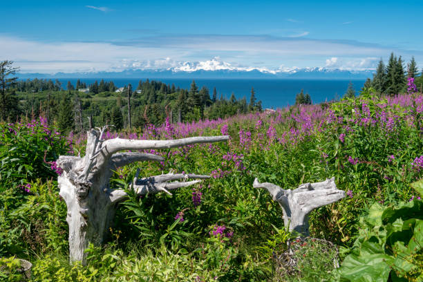 Clear view of Mount Redoubt from Anchor Point Alaska across the Cook Inlet. Fireweed and driftwood in foreground Clear view of Mount Redoubt from Anchor Point Alaska across the Cook Inlet. Fireweed and driftwood in foreground anchor point stock pictures, royalty-free photos & images