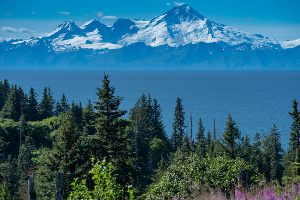 Clear view of Mount Redoubt from Anchor Point Alaska on a sunny day Clear view of Mount Redoubt from Anchor Point Alaska on a sunny day. Fireweed and trees in the foreground anchor point stock pictures, royalty-free photos & images