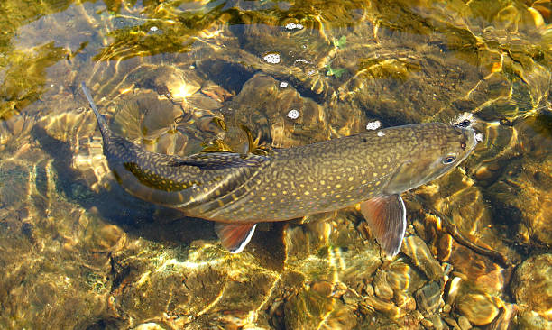 Clear Water Brook Trout Photo of brook trout caught in a Maryland stream. brook trout stock pictures, royalty-free photos & images