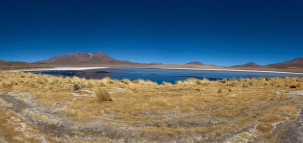 Clear water, yellow grass and pink flamingos at Canapa Lake (Laguna Cañapa) stock photo