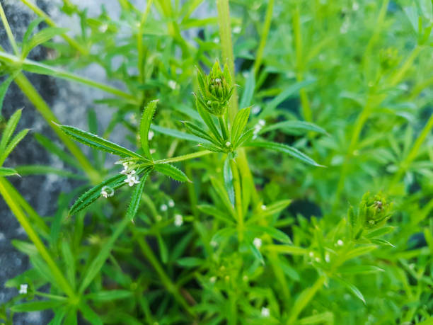 Cleavers, goosegrass or catchweed stock photo