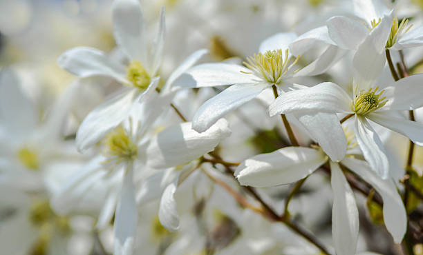 Clematis armandii A closeup of a group of white flowers clematis stock pictures, royalty-free photos & images