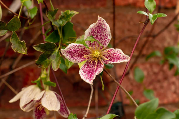 Clematis cirrhosa flowering in December Pink nodding clematis cirrhosa flowering against a garden wall clematis stock pictures, royalty-free photos & images