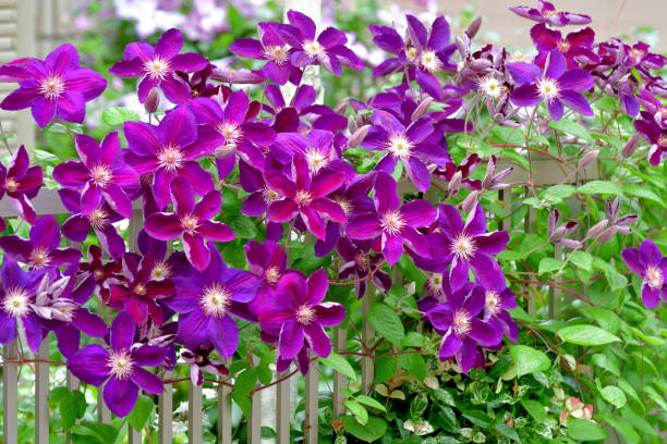 Clematis Flower Clematis is one of the most popular garden plants. Known for its incredible flowers, clematis is made of woody, climbing vines. It offers such a broad range of bloom colors (blue, purple, pink, red, white), shapes and seasons (spring, summer and fall). It is a genus within the buttercup family, Ranunculaceae. Originating in China, the plant was brought to Japan in the 17th century. clematis stock pictures, royalty-free photos & images