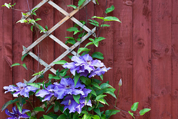 Clematis flowers climbing trellis against red wall President, clematis climbing plant in a garden clematis stock pictures, royalty-free photos & images