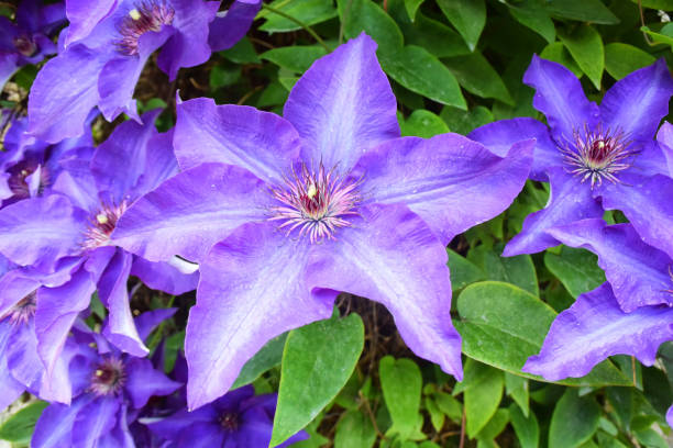 Clematis in the garden Various Clematis in the garding clematis stock pictures, royalty-free photos & images
