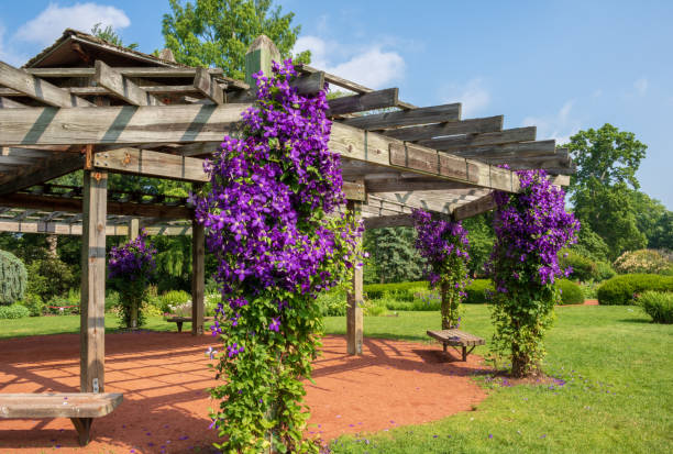 Clematis 'Jackmanii' in bloom on a pavilion stock photo