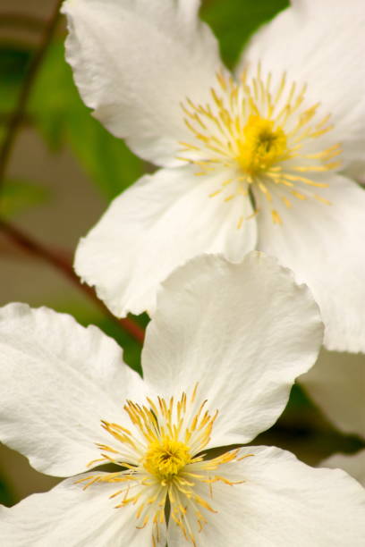 Clematis Montana flowers stock photo