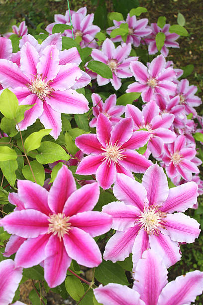 Clematis Nelly Moser clematis Nelly Moser in full bloom close up clematis stock pictures, royalty-free photos & images
