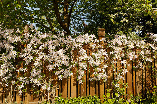 Clematis on Fence Spring clematis climbing on fence. clematis stock pictures, royalty-free photos & images