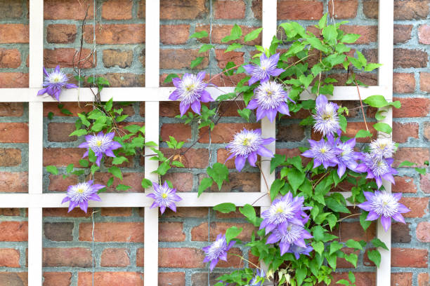 Clematis Clematis growing on a trellis clematis stock pictures, royalty-free photos & images