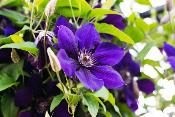 Clematis purple close-up in nature Beautiful flower bud clematis violet during flowering among foliage and stems clematis stock pictures, royalty-free photos & images