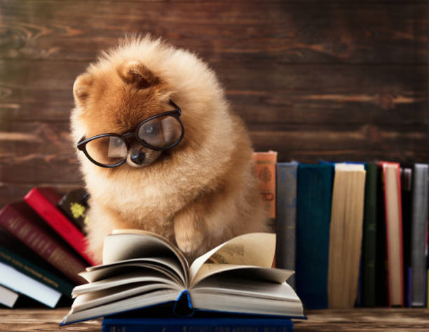 slimme pommeren hond met een boek. een hond die beschut in een deken met een boek. - tips and tricks stockfoto's en -beelden