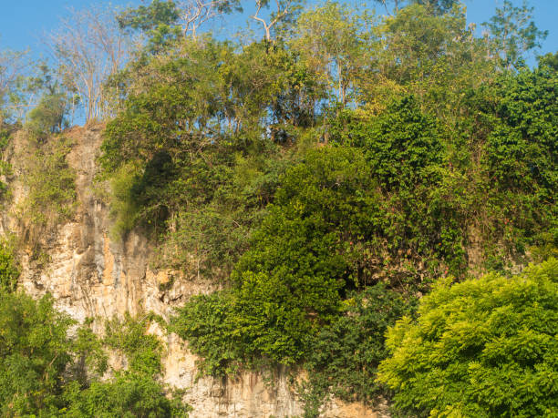 Cliff covered in green vegetation stock photo