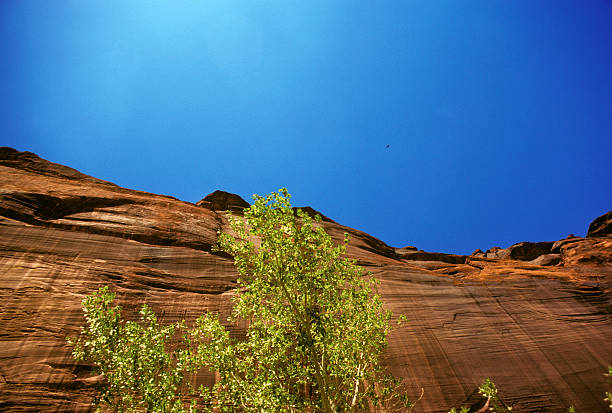 Cliff face in Arizona, circa 1976 Looking straight up at a sheer cliff face in Arizona. Single eagle circles high overhead. hearkencreative stock pictures, royalty-free photos & images