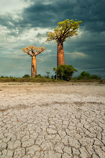 Row of Baobab trees (Adansonia) in the dry soil of Madagascar. Location: Avenue de Baobab, Western Madagascar.