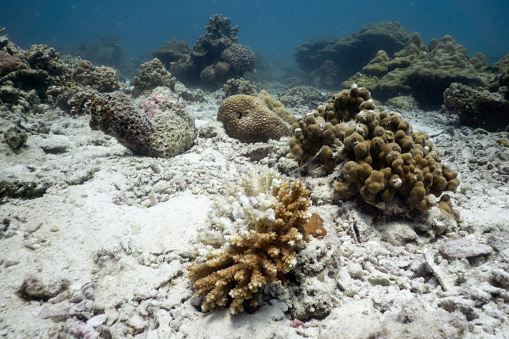 This Table coral (Acropora cytherea) is showing signs of coral bleaching and disease.  The brown parts are healthy, the white parts are where the coral has expelled its healthy symbiotic algae leaving only the animal exoskeleton.  Possibly due to pollution, disease, ocean acidification or global warming.  Location is Ko Haa Islands, Andaman Sea, Krabi, Thailand.