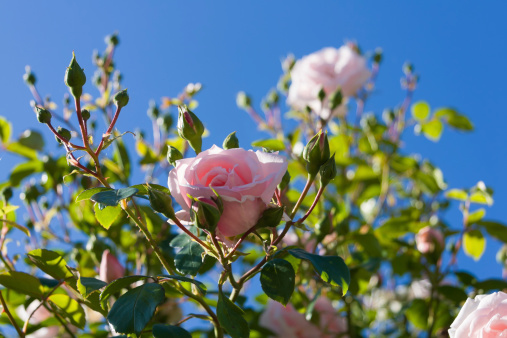 Climbing Rose Pictures | Download Free Images on Unsplash