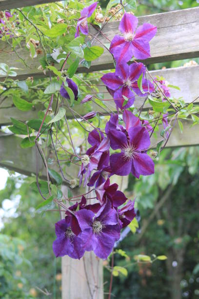 Climbing vibrant purple clematis flowers stock photo