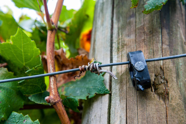 Clip on post to hold trellis wire in Chardonnay vineyard in Lenswood in the Adelaide Hills of South Australia stock photo