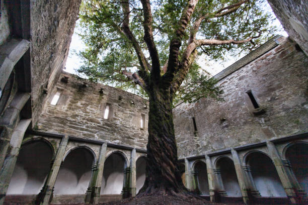 Cloister in Muckross Abbey, Ireland, UK Ireland, UK - 4 November 2019: Muckross Abbey Cloister killarney ireland stock pictures, royalty-free photos & images